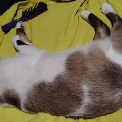 Foto de Chaparrito